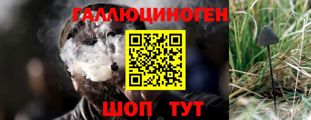 Псилоцибиновые грибы Psilocybine cubensis Черняховск